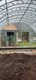 Теплица Триумф Кремлевская Макси  5 х 4 метра 2655